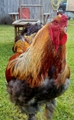 files/JOURNAL/COQ_GEANT_sm.JPG
